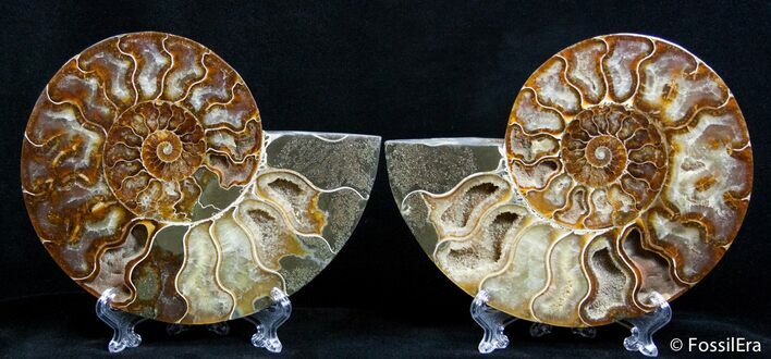 Stunning Inch Split Ammonite Pair #2614